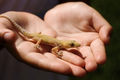 http://www.nationalnannies.com/wp-content/uploads/2012/12/lizard.jpg